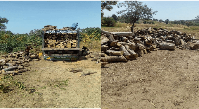 How Bauchi Politicians Betray Trust, Plunder State’s Forest Reserves 1