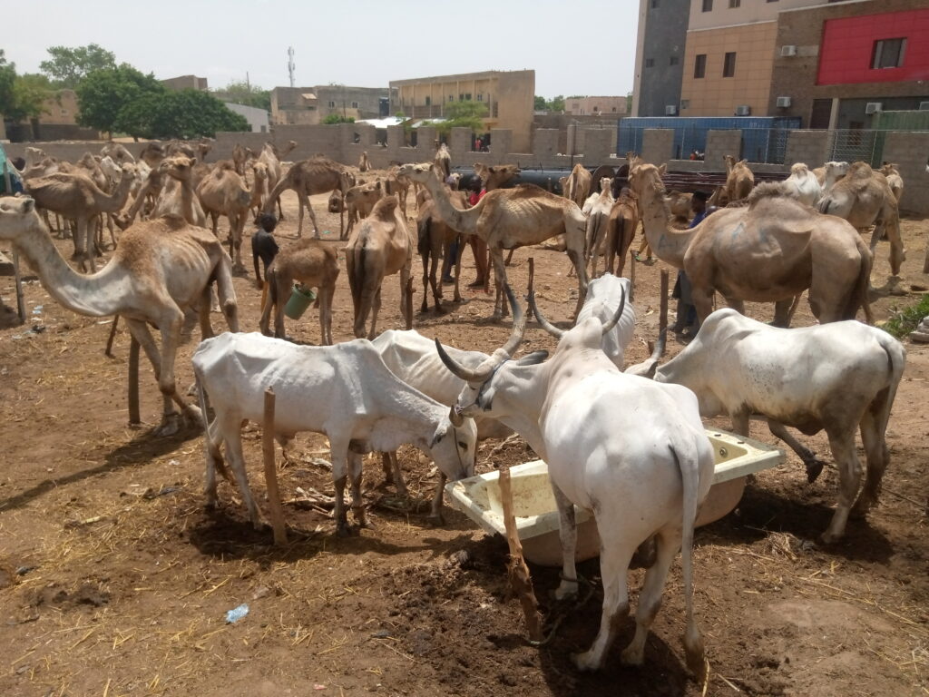 Eid-l-Kabir: Kano Residents Turn to Camels as Cattle Prices Soar 3