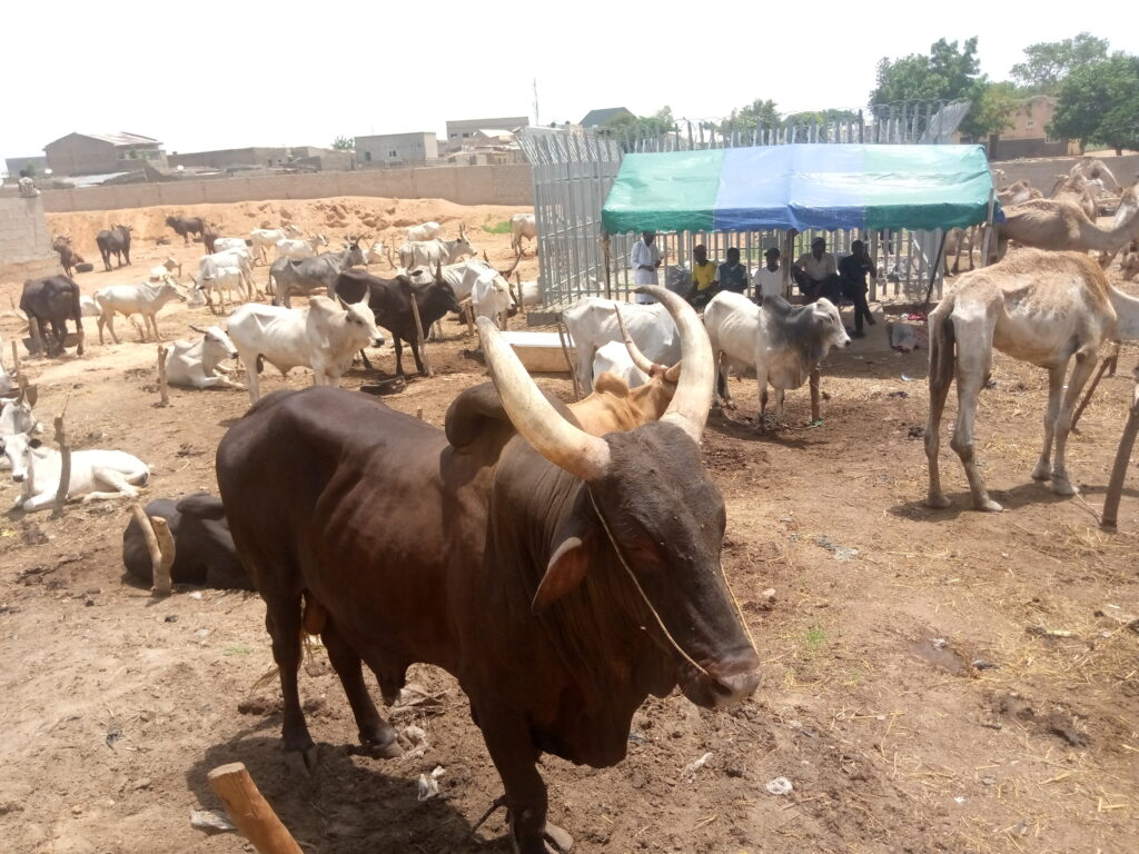Eid-l-Kabir: Kano Residents Turn to Camels as Cattle Prices Soar 4