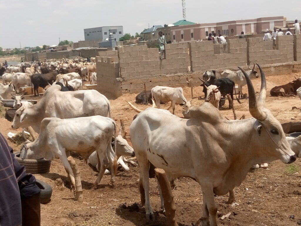 Eid-l-Kabir: Kano Residents Turn to Camels as Cattle Prices Soar 1