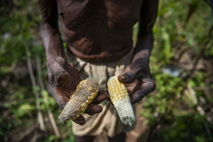 An agronomist, Mr Joseph Kaltungo, has raised concerns over the impact of climate change on food security efforts, urging the government at all levels to intensify investment in dry season farming.