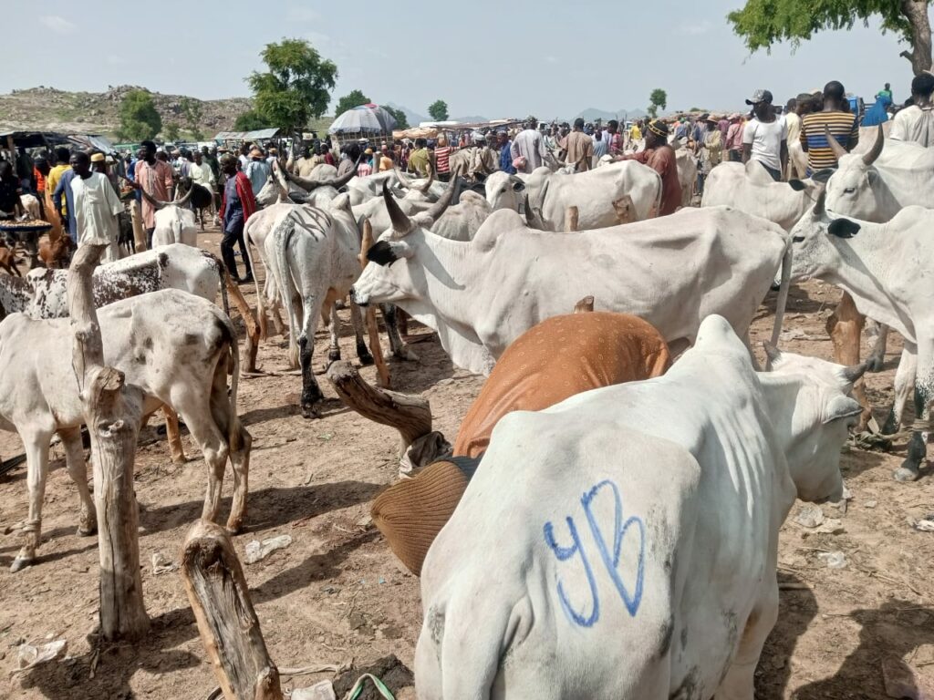 Livestock Market in Bauchi